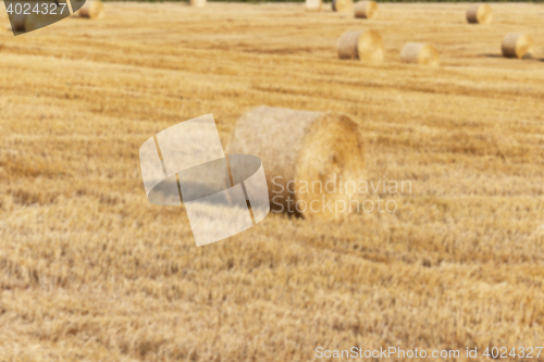 Image of agriculture, not in focus