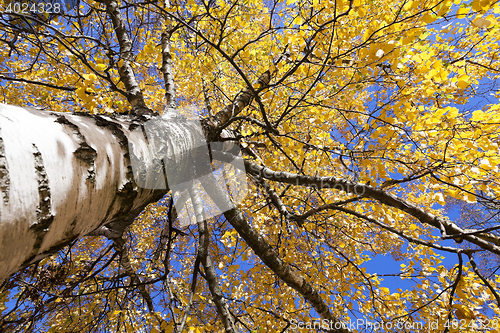 Image of birch tree in autumn