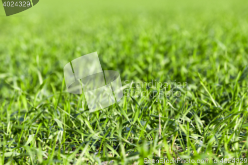 Image of young grass plants, close-up