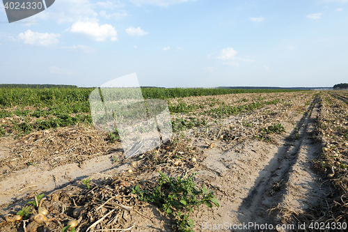 Image of Harvesting onion field