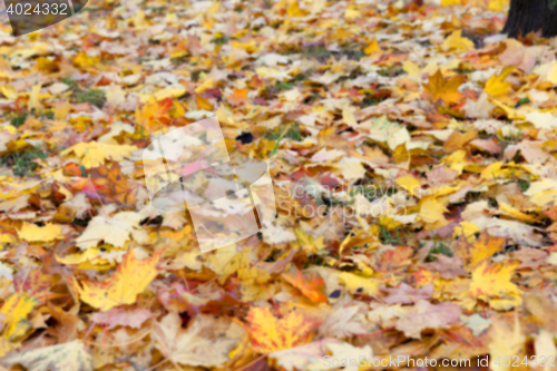 Image of autumn in the park