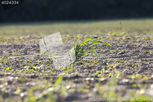 Image of young grass plants, close-up