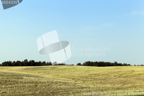 Image of field of wheat