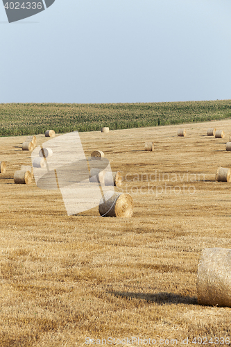 Image of cereal farming field