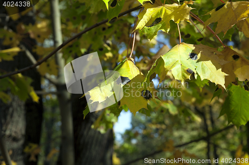 Image of autumn in the park