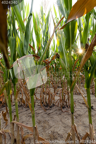 Image of Green immature corn