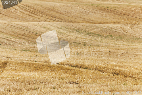 Image of Field after harvest