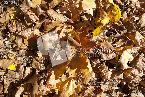 Image of autumn in the park