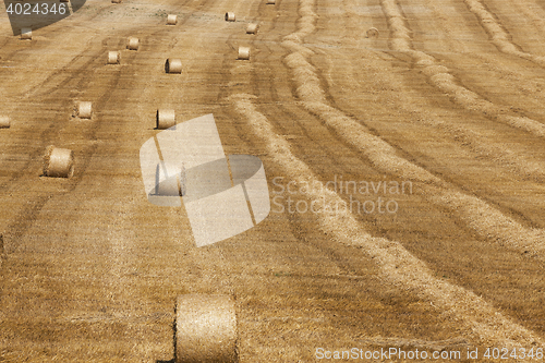 Image of haystacks in a field of straw