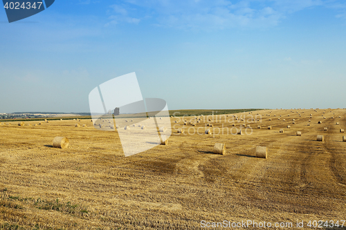 Image of wheat field after harvest