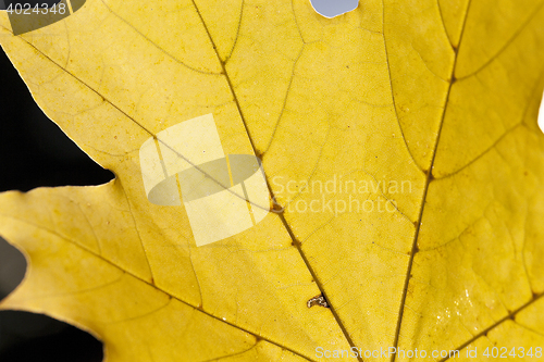 Image of yellowed maple leaves