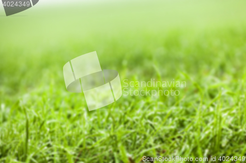 Image of young grass plants, close-up