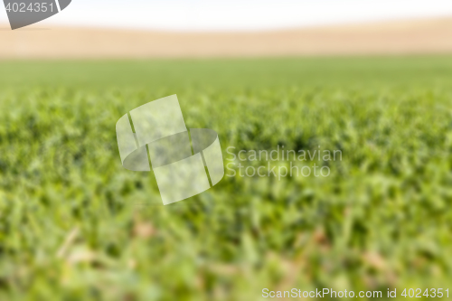 Image of young grass plants, close-up