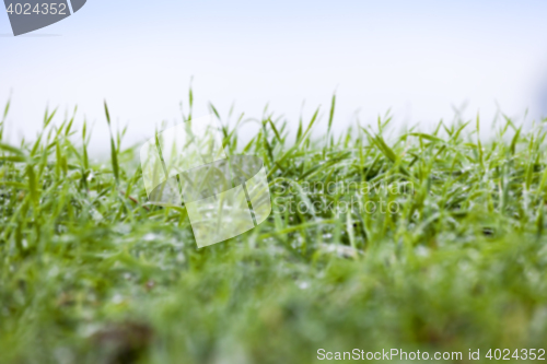 Image of young grass plants, close-up