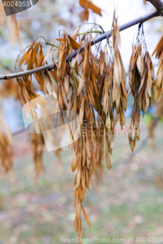 Image of autumn in the park