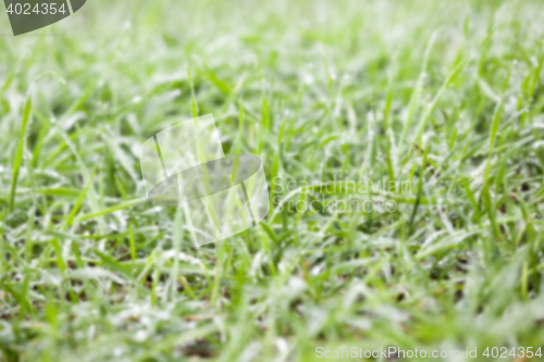 Image of young grass plants, close-up