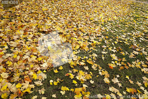 Image of foliage on grass, autumn