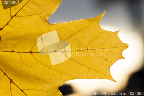 Image of yellowing leaves on the trees