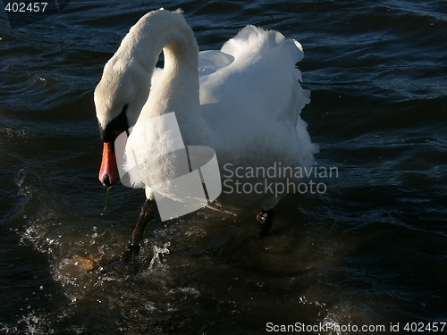 Image of Swan