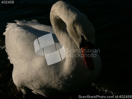 Image of Swan's going