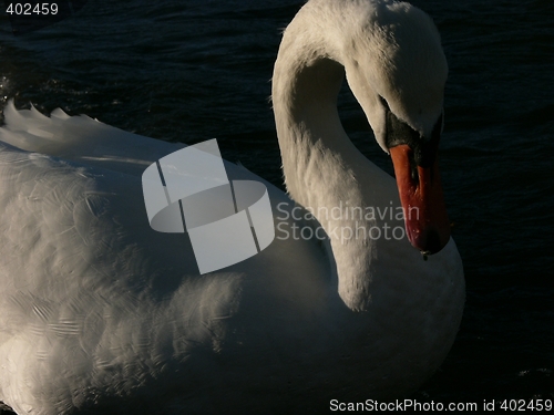 Image of Swan