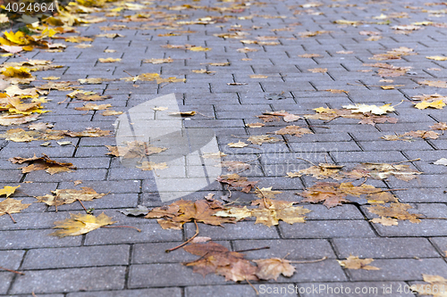 Image of leaves on the sidewalk, autumn