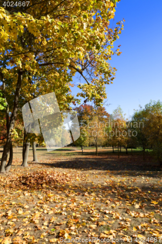 Image of autumn in the park