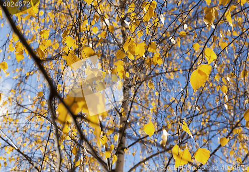 Image of birch tree in autumn