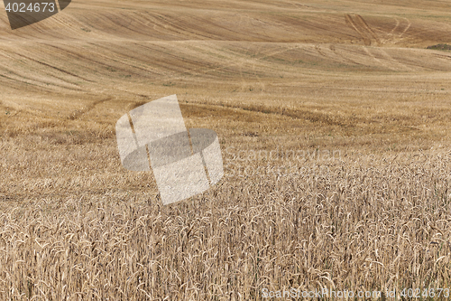 Image of wheat field after harvest