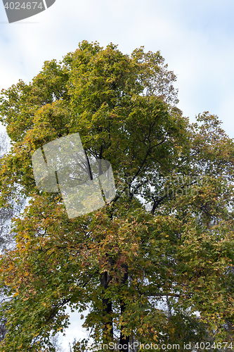 Image of yellowing leaves on the trees