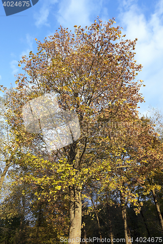 Image of Park in autumn