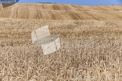 Image of Field after harvest