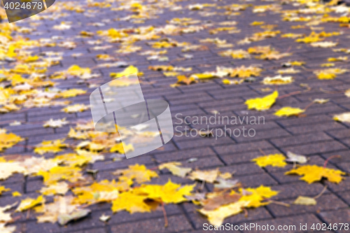 Image of autumn in the park