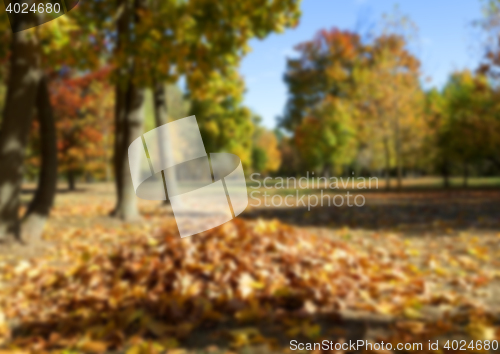 Image of autumn in the park