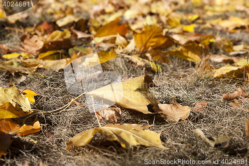 Image of yellowing leaves on the trees