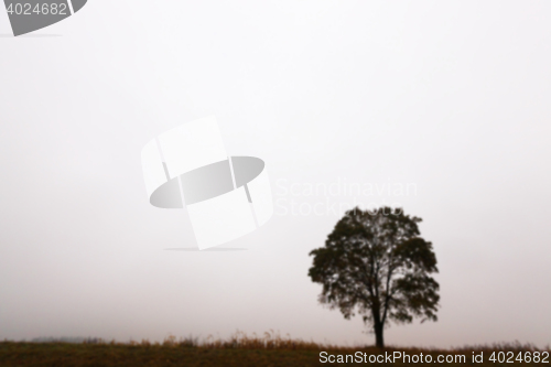 Image of tree in the field, autumn