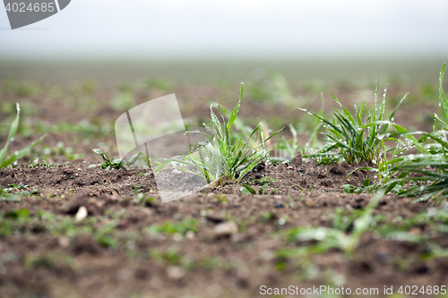 Image of young grass plants, close-up