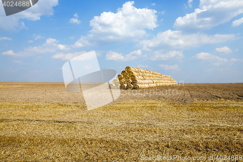 Image of farm field cereals