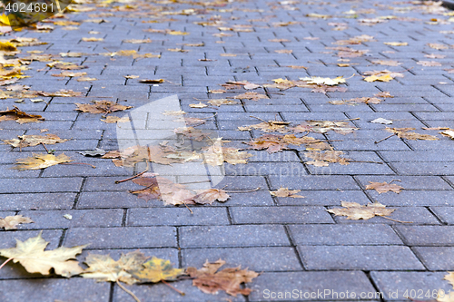 Image of leaves on the sidewalk, autumn