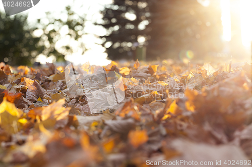 Image of autumn in the park