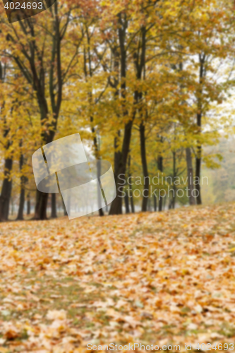 Image of autumn in the park