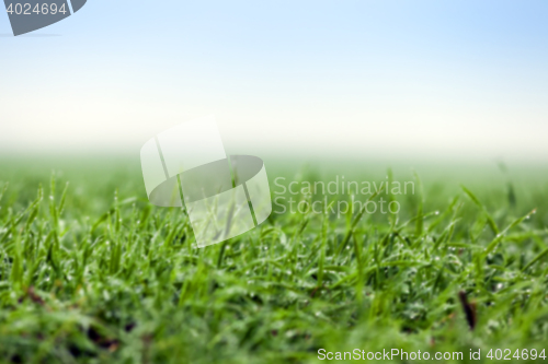 Image of young grass plants, close-up