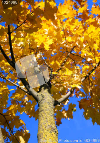 Image of autumn in the park