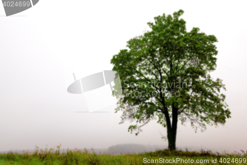 Image of tree in the field, autumn