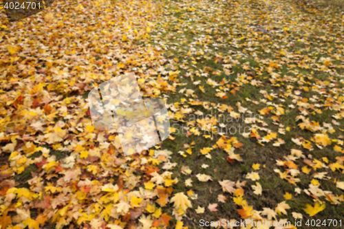 Image of autumn in the park