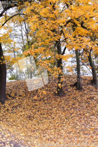 Image of autumn in the park