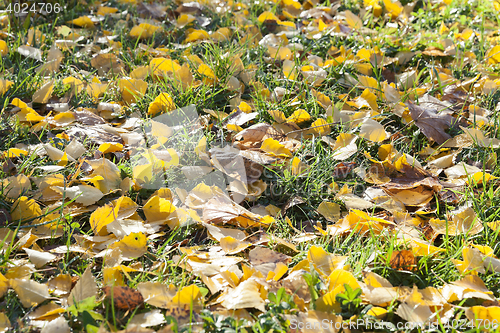 Image of autumn foliage, trees,