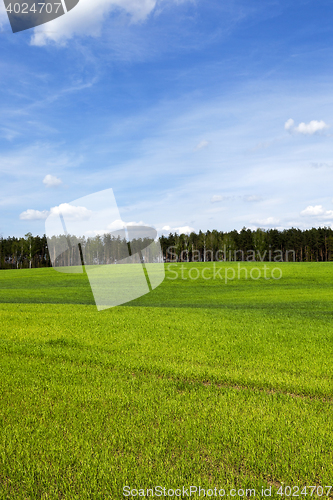 Image of sprouted cereal. Spring