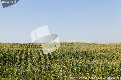 Image of Field of green corn