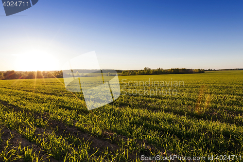 Image of Agriculture. cereals. Spring